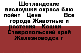 Шотландские вислоушки окраса блю пойнт › Цена ­ 4 000 - Все города Животные и растения » Кошки   . Ставропольский край,Железноводск г.